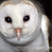 owl_barn_kep_vl_h_0224_fij1045.jpg